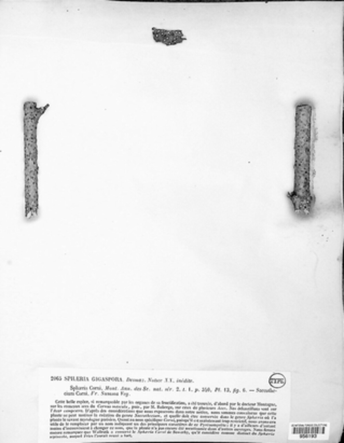 Gigantospora gigaspora image